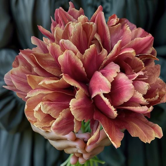 Tulip 'Doubles Collection'