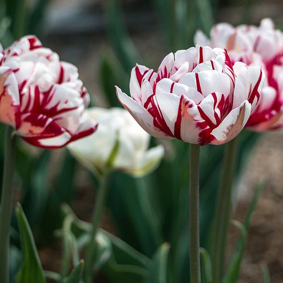 Tulip 'Carnaval de Nice'