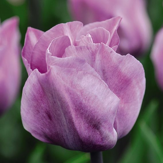 Tulip Carre