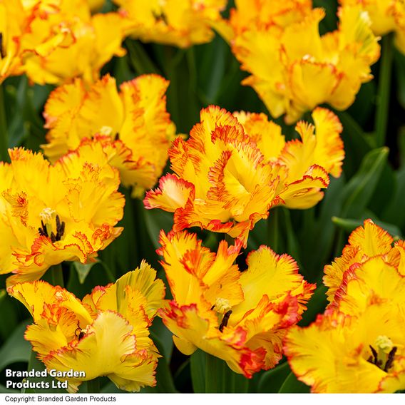 Tulip 'Caribbean Parrot'