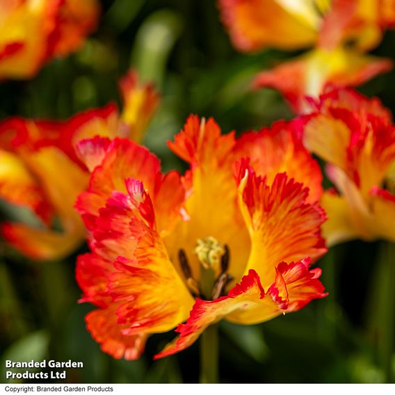 Tulip 'Caribbean Parrot'