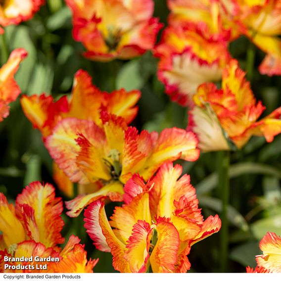 Tulip 'Caribbean Parrot'