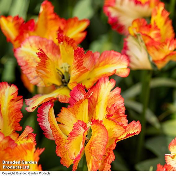Tulip 'Caribbean Parrot'