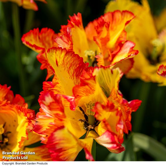 Tulip 'Caribbean Parrot'
