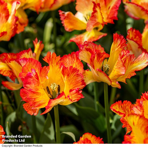 Tulip 'Caribbean Parrot'