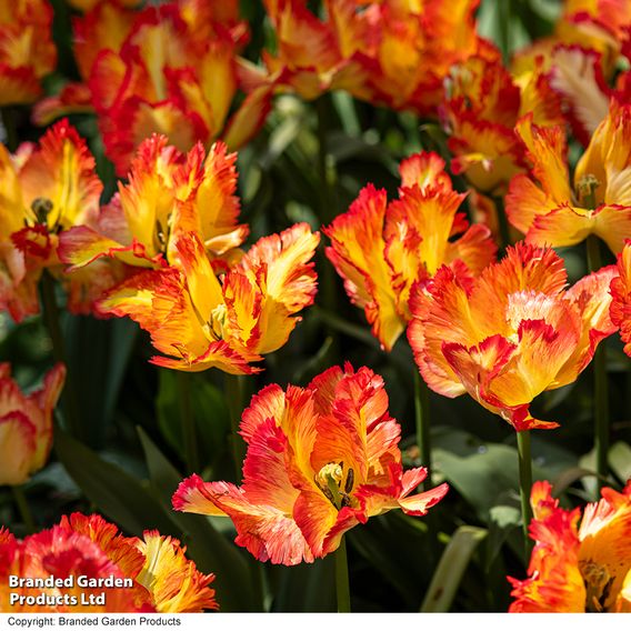 Tulip 'Caribbean Parrot'