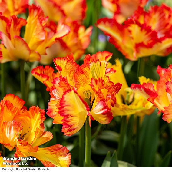 Tulip 'Caribbean Parrot'