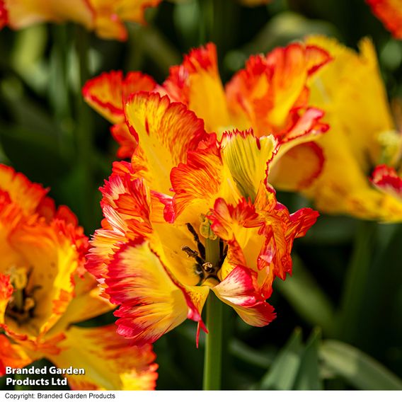 Tulip 'Caribbean Parrot'