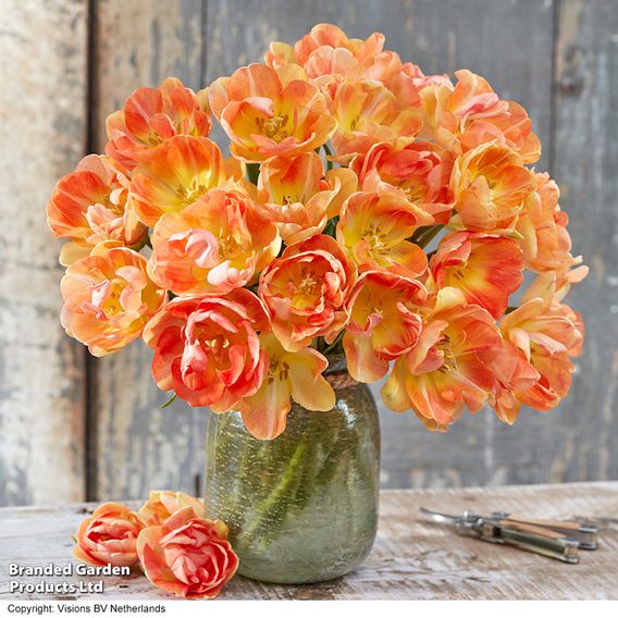 Tulip 'Charming Beauty'