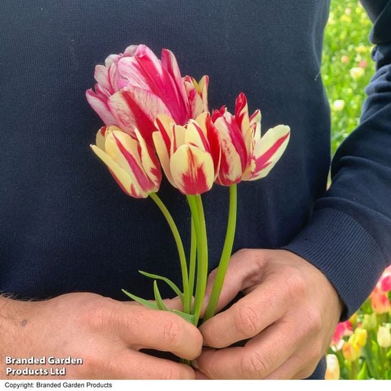 Tulip 'Club Series'