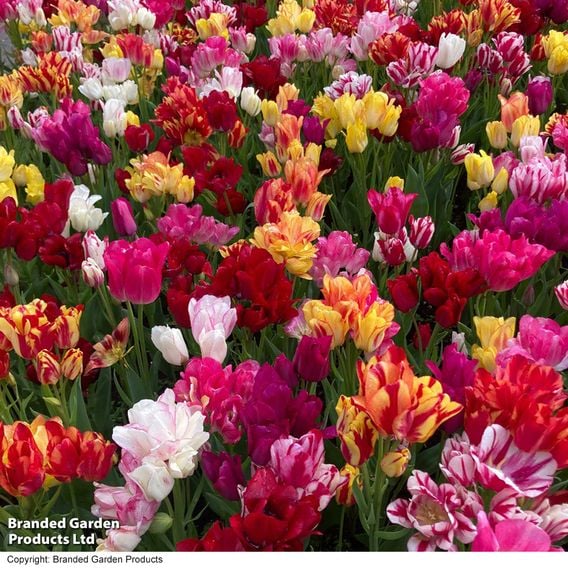 Tulip 'Club Series'