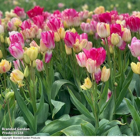 Tulip 'Club Series'
