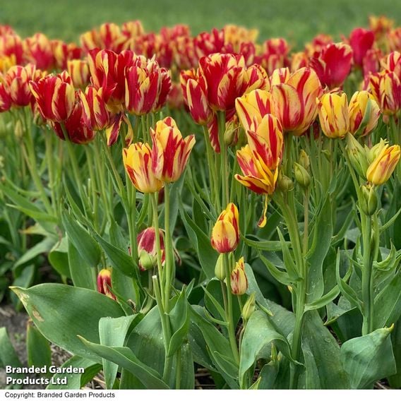 Tulip 'Club Series'