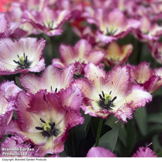 Tulip 'Colour Fusion'