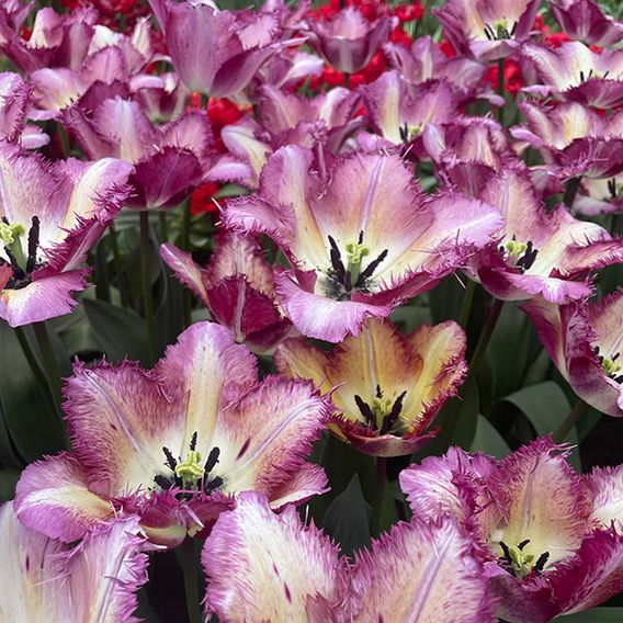 Tulip 'Colour Fusion'