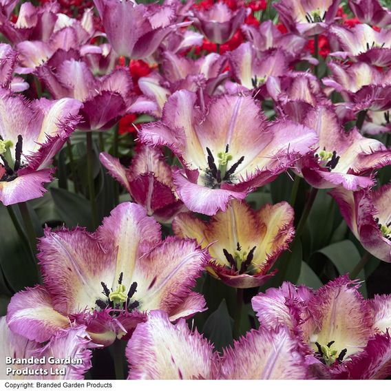 Tulip 'Colour Fusion'