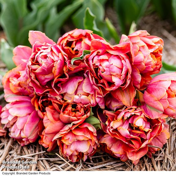 Tulip 'Coral Ruffles'