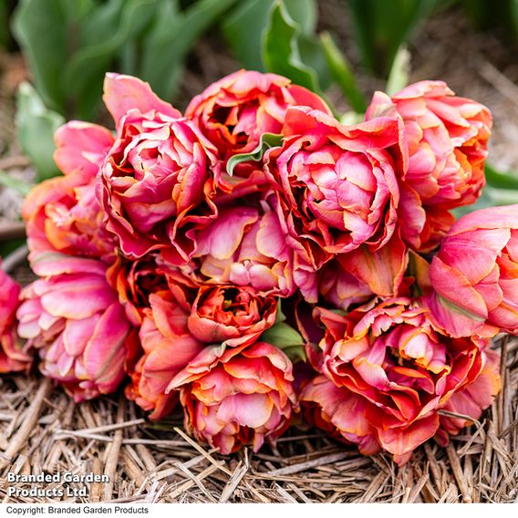 Tulip 'Coral Ruffles'