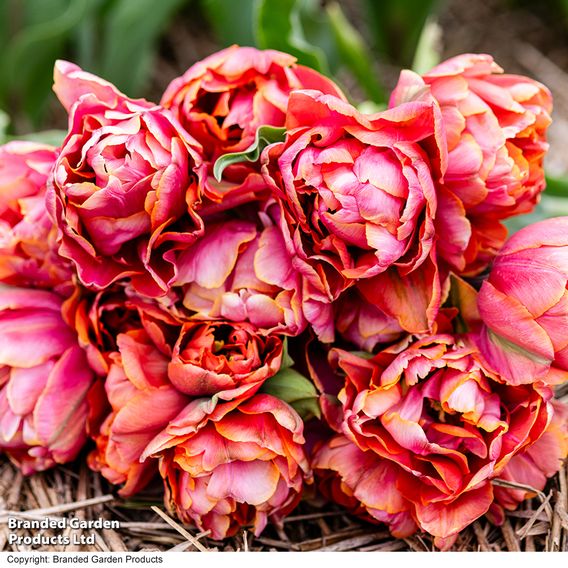 Tulip 'Coral Ruffles'