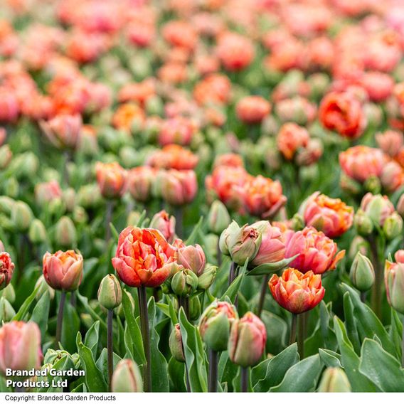Tulip 'Coral Ruffles'