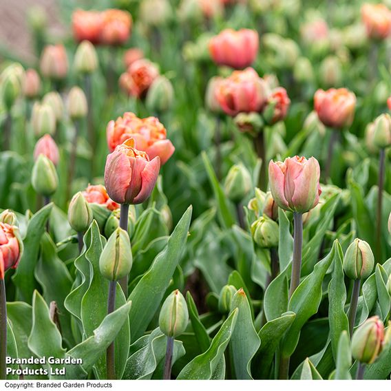 Tulip 'Coral Ruffles'