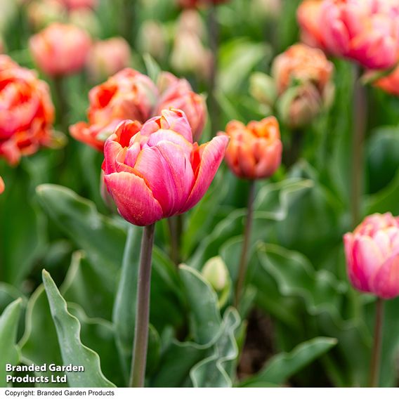 Tulip 'Coral Ruffles'