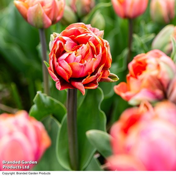 Tulip 'Coral Ruffles'