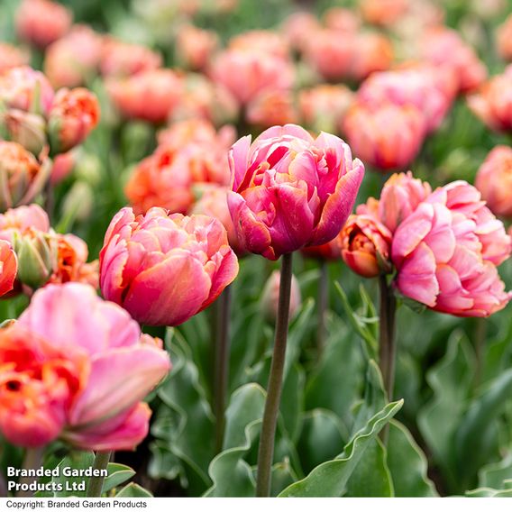 Tulip 'Coral Ruffles'