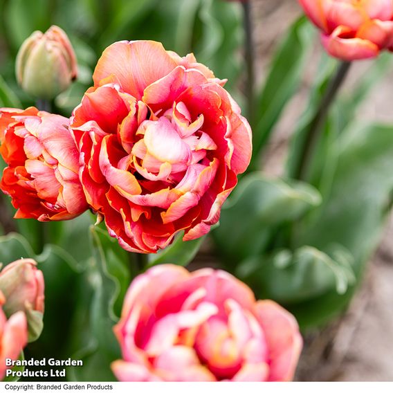 Tulip 'Coral Ruffles'