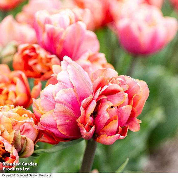 Tulip 'Coral Ruffles'