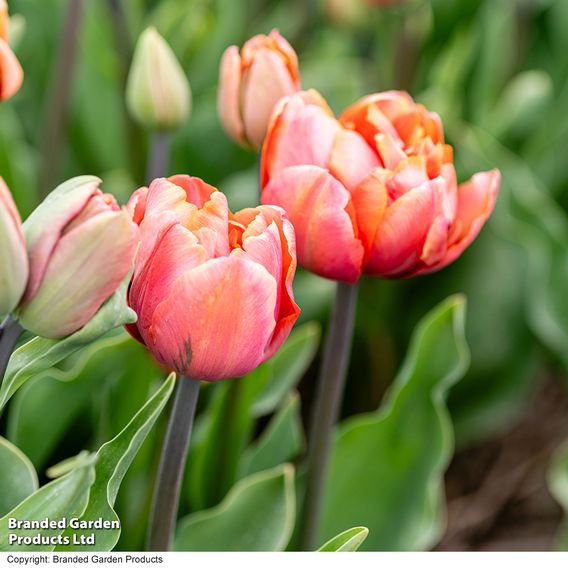 Tulip 'Coral Ruffles'