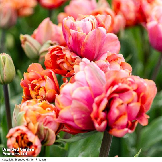 Tulip 'Coral Ruffles'