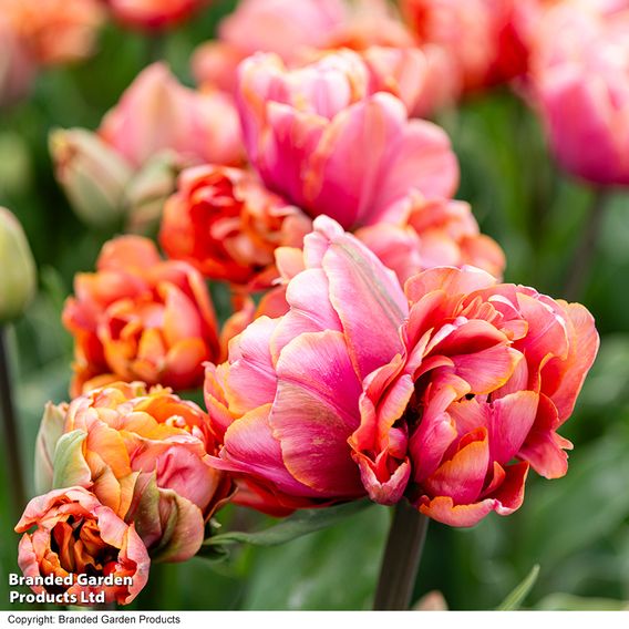Tulip 'Coral Ruffles'
