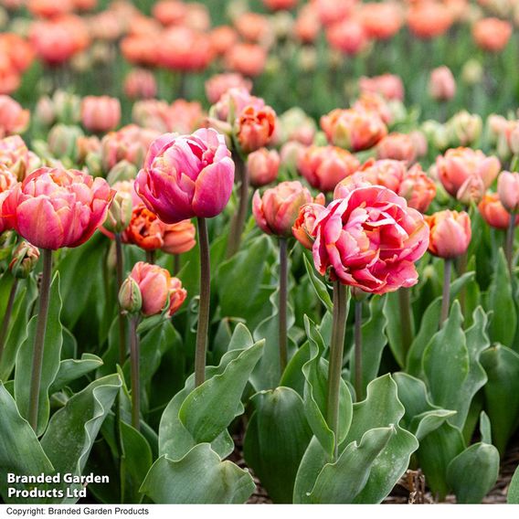 Tulip 'Coral Ruffles'