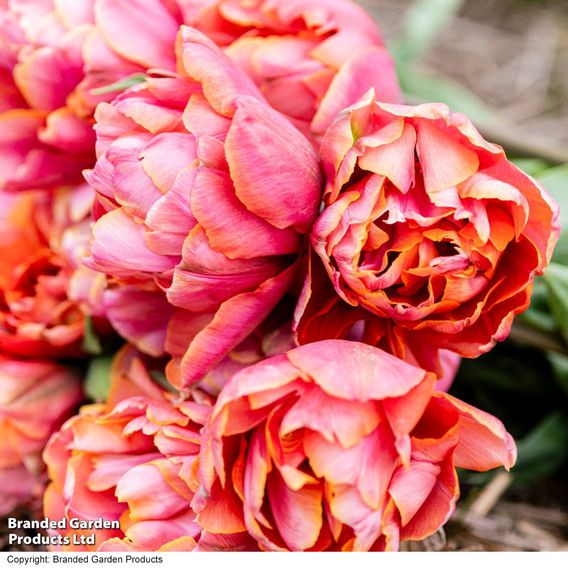 Tulip 'Coral Ruffles'