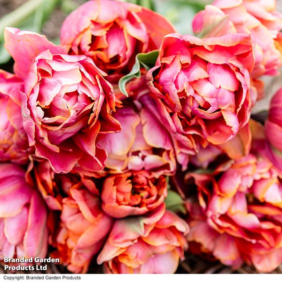 Tulip 'Coral Ruffles'