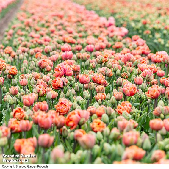 Tulip 'Coral Ruffles'