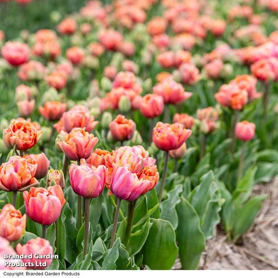 Tulip 'Coral Ruffles'