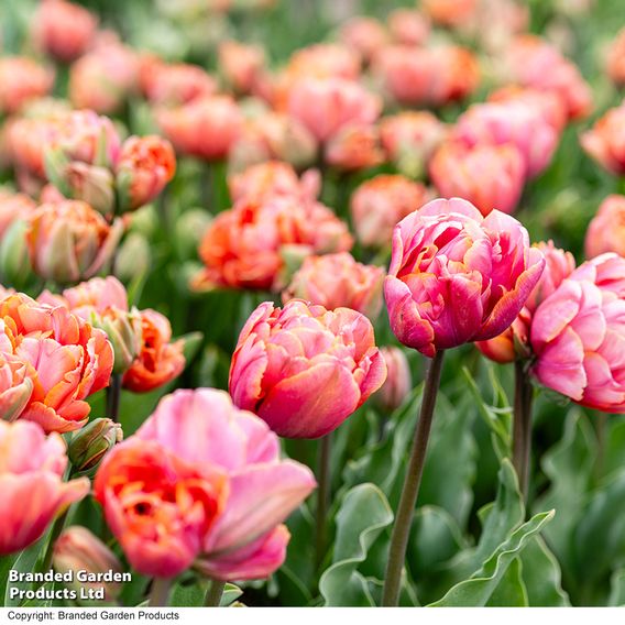Tulip 'Coral Ruffles'