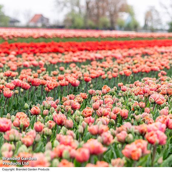Tulip 'Coral Ruffles'