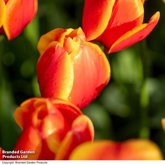 Tulip 'Dafeng'