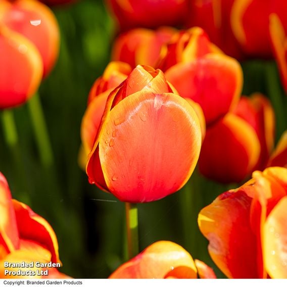 Tulip 'Dafeng'