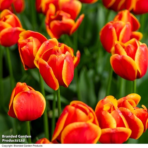 Tulip 'Dafeng'