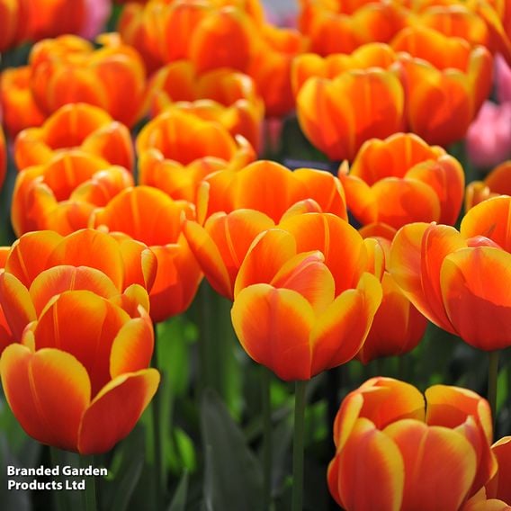 Tulip 'Dafeng'