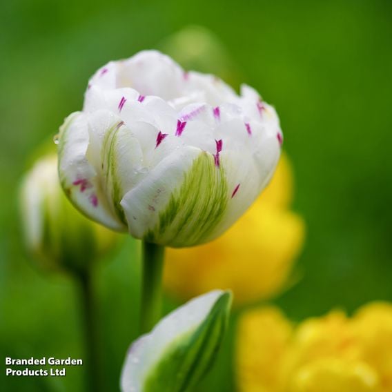 Tulip 'Danceline'