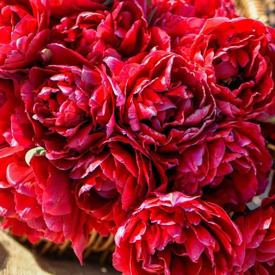Tulip 'Doubles Collection'