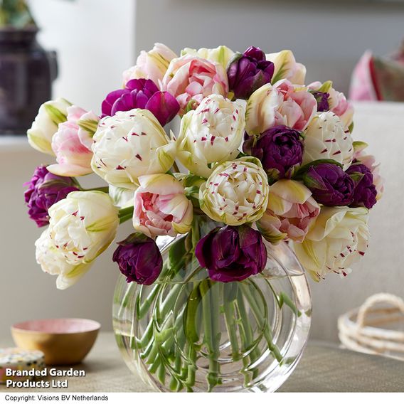 Tulip 'Double Flowering Mix'