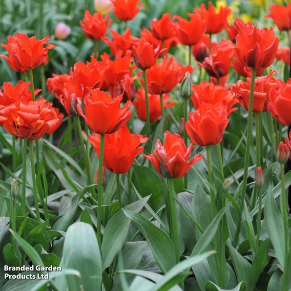 Tulip 'Double Red Riding Hood'