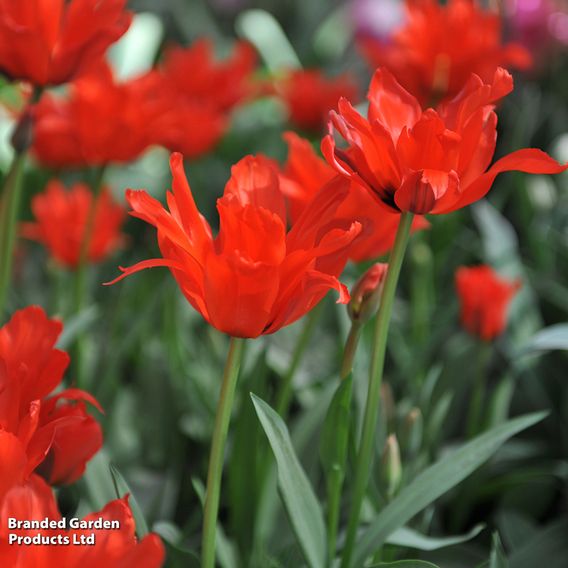 Tulip 'Double Red Riding Hood'