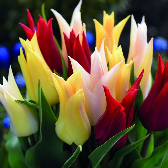 Tulip 'Elegant Mix'